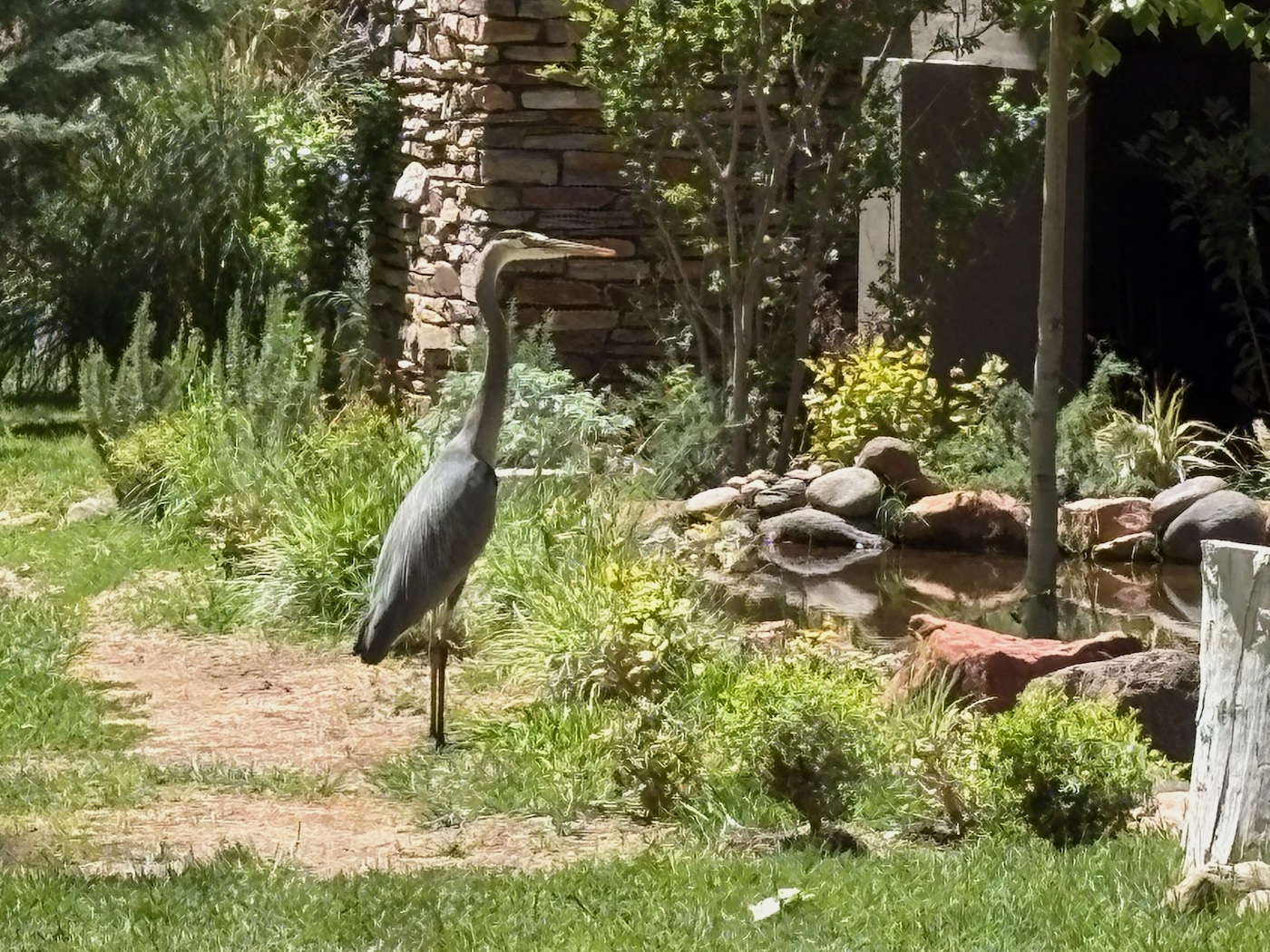 Great Blue Herons in Sedona, Arizona: Majestic Sightings Along Oak Creek at The Joy Sedona